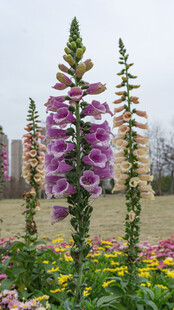 紫色毛地黄绽放于花丛中