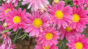 鲜艳粉色雏菊绽放