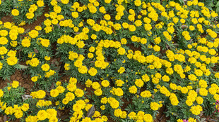 金黄美丽的万寿菊花海