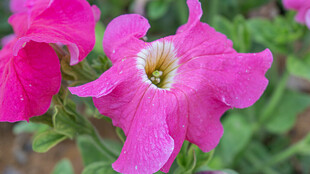 玫红色碧冬茄 娇艳粉花绽放