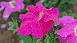 娇艳粉色矮牵牛花