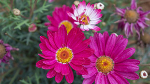 艳丽多彩小雏菊绽放