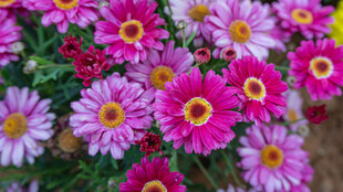 多彩艳丽的美丽小菊花