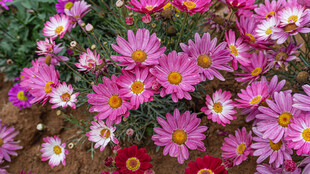 缤纷多彩的美丽小雏菊