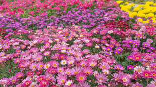 多彩烂漫花卉景观