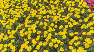 金黄菊花花海