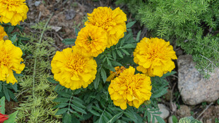 绽放的黄色万寿菊