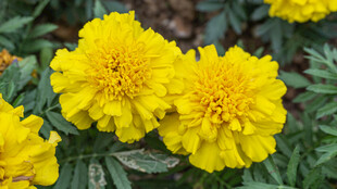 鲜艳黄色万寿菊绽放