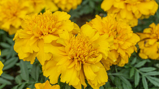 鲜艳黄色万寿菊绽放