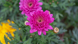 艳丽粉色菊花绽放