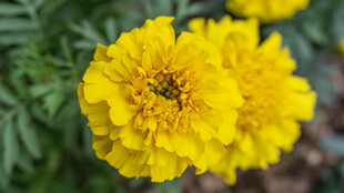 两朵绽放的艳丽黄色万寿菊