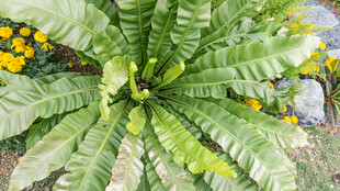 翠绿蕨类植物特写画面