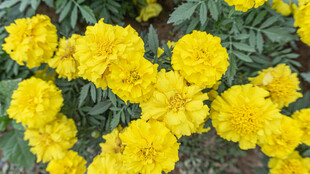 鲜艳黄色万寿菊绽放