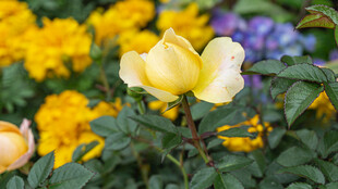 黄玫瑰绽放于绿植间