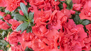 艳丽盛开的粉红色杜鹃