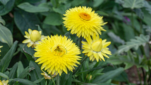 黄色蜡菊绽放于绿叶间