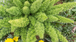 翠绿植物与黄色小花