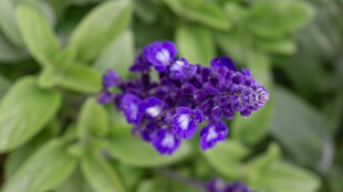 紫色小花绽放绿叶间