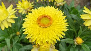 黄色绽放的美丽蜡菊