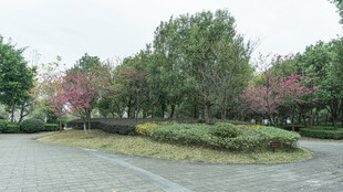 春日园区绿植景观