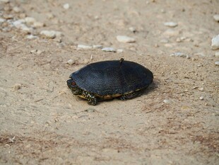 沙滩上的黑色乌龟