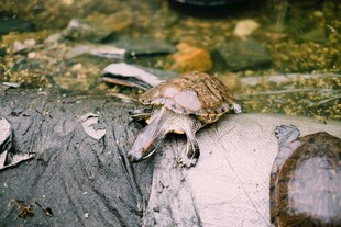 河边岩石上的奇特生物