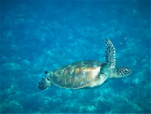 海中遨游的绿海龟