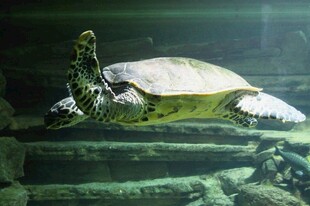 水族馆中的绿海龟