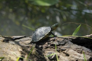 水边木上的小乌龟