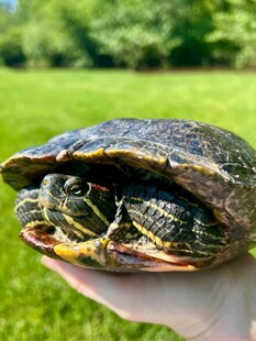 手掌上的可爱乌龟