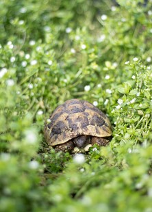 草丛中的可爱小龟