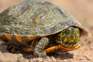 沙滩上的彩色花纹乌龟