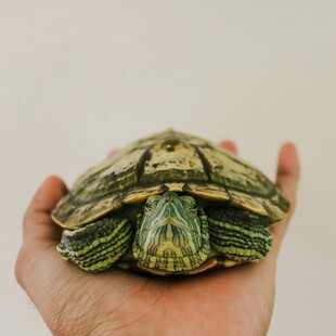 手捧可爱花纹小乌龟