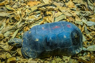 蓝色乌龟于落叶堆中