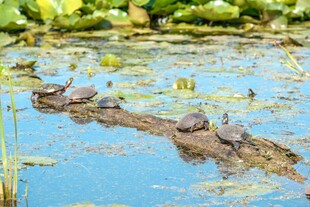 池塘边栖息的一群乌龟