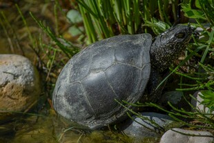池塘中栖息在石草间的乌龟