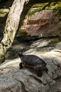 岩石上的乌龟