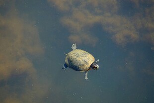 水中浮游的乌龟