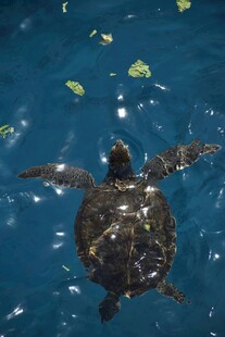 海中遨游的绿海龟