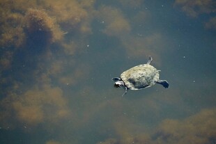 水中浮游的小乌龟