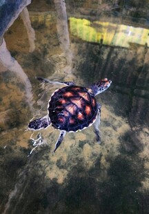 彩色花纹乌龟水中游动