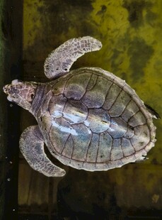 水中的幼年海龟