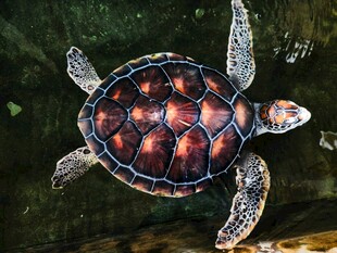 水中的彩色小海龟