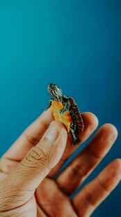 手捧多彩乌龟