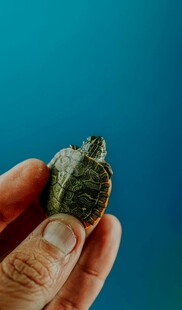 手托小海龟