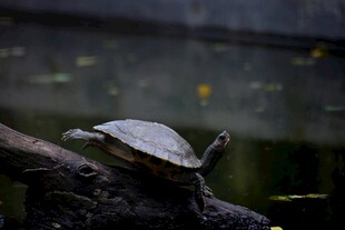 乌龟栖息在木头上