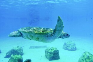 海底遨游的绿海龟
