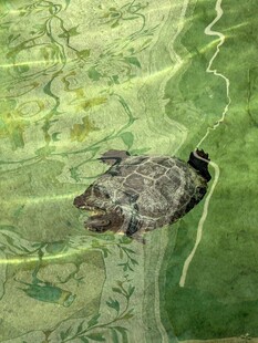 池塘中休憩的乌龟
