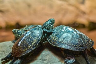 可爱小海龟依偎在一起