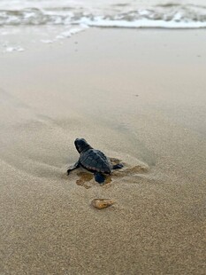 沙滩上的小海龟